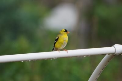 A male American Goldfinch sitting on a white plastic bar