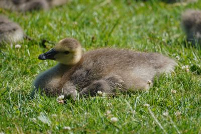 A Canada gosling relaxing in the grass