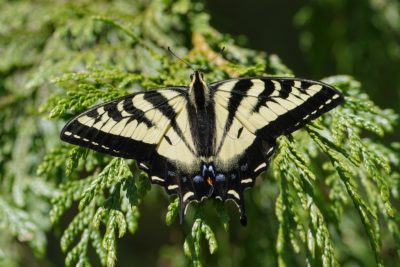 Tiger Swallowtail butterfly resting on a fir branch