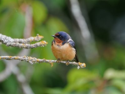 Barn Swallow sitting on a branch