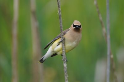 A Cedar Waxwing clinging to a vertical reed, looking right at me