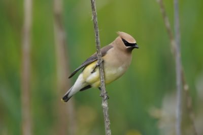 A Cedar Waxwing clinging to a vertical reed, looking a bit to the side