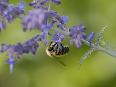 A bumblebee pollinating some lavender flowers