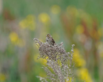 Savannah Sparrow on some thistles. A mix of bokeh yellow, green and brown in the background