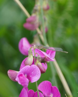 A light brown damselfly resting on some bright pink flowers