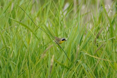 A male Common Yellowthroat sitting on a reed, surrounded by other green reeds, holding a dragonfly in its beak