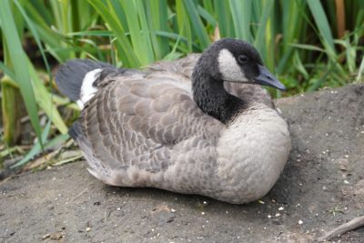 A mostly-grown Canada Gosling sitting on the ground, with green reeds in the background