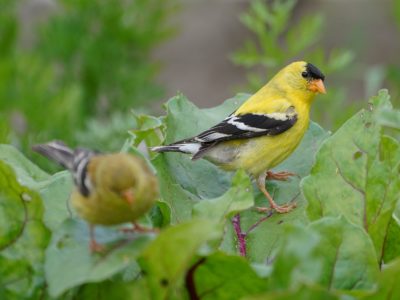 Two goldfinches sitting on greenery. One adult male in full breeding colours, with bright lemon yellow body, black cap and sharp black / white wings, the other much darker brownish-grey body and no cap