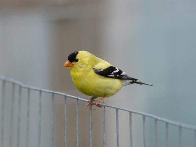 A male American Goldfinch sitting atop a wire fence