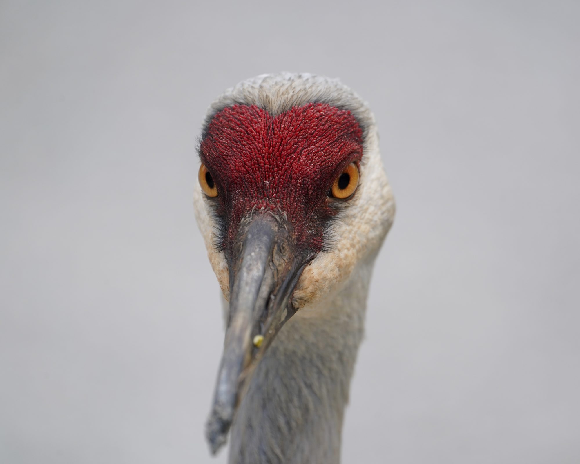 A close-up of a Sandhill Crane face. It is staring in my general direction and the light is a bit dim.overcast, and