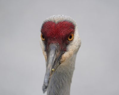 A close-up of a Sandhill Crane face. It is staring in my general direction and the light is a bit dim.overcast, and