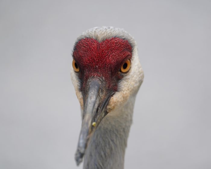 A close-up of a Sandhill Crane face. It is staring in my general direction and the light is a bit dim.overcast, and