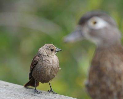 A female Brown-headed Cowbird in the foreground, on a wooden fence, with an out of focus female Wood Duck in the background