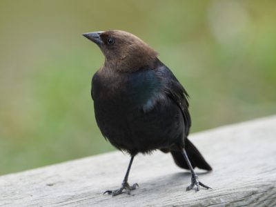 A male Brown-headed Cowbird posing on a wooden fence