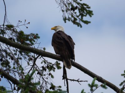 A Bald Eagle high up in a tree, looking out to one side