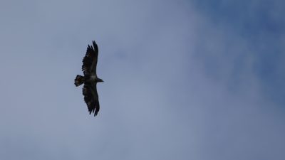 An immature Bald Eagle is flying overhead. Its wings are looking very ragged