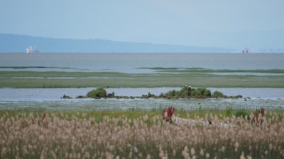 Some rocks at the edge of the outer marshes and the open water, on which are resting a couple of Bald Eagles
