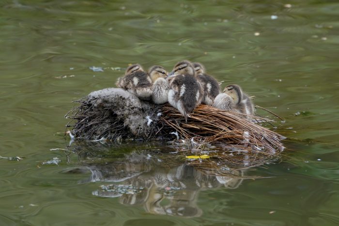 A half dozen or so Mallard ducklings huddling on a tiny island barely bigger than their group