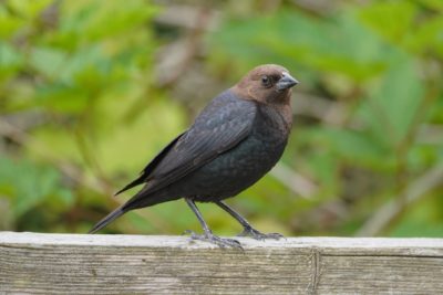A male Brown-headed Cowbird sitting and posing on a wooden fence