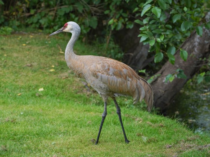 A Sandhill Crane is walking by on the grass