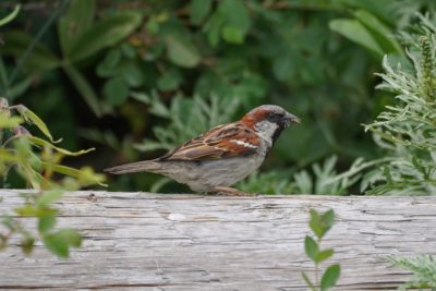 A male House Sparrow on a log, holding a wasp (I think) in its beak