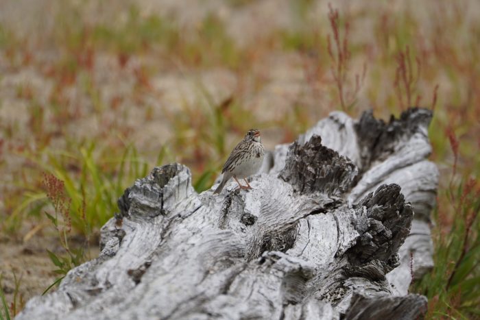 A Savannah Sparrow sitting on a log and singing. Its plumage lets it blend in really well.