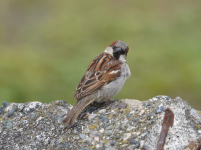 A male House Sparrow sitting on a block of concrete, its back mostly to me and looking right at me