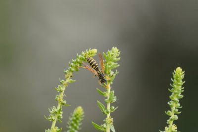 A wasp grasping two little green shots and forming a bridge between them