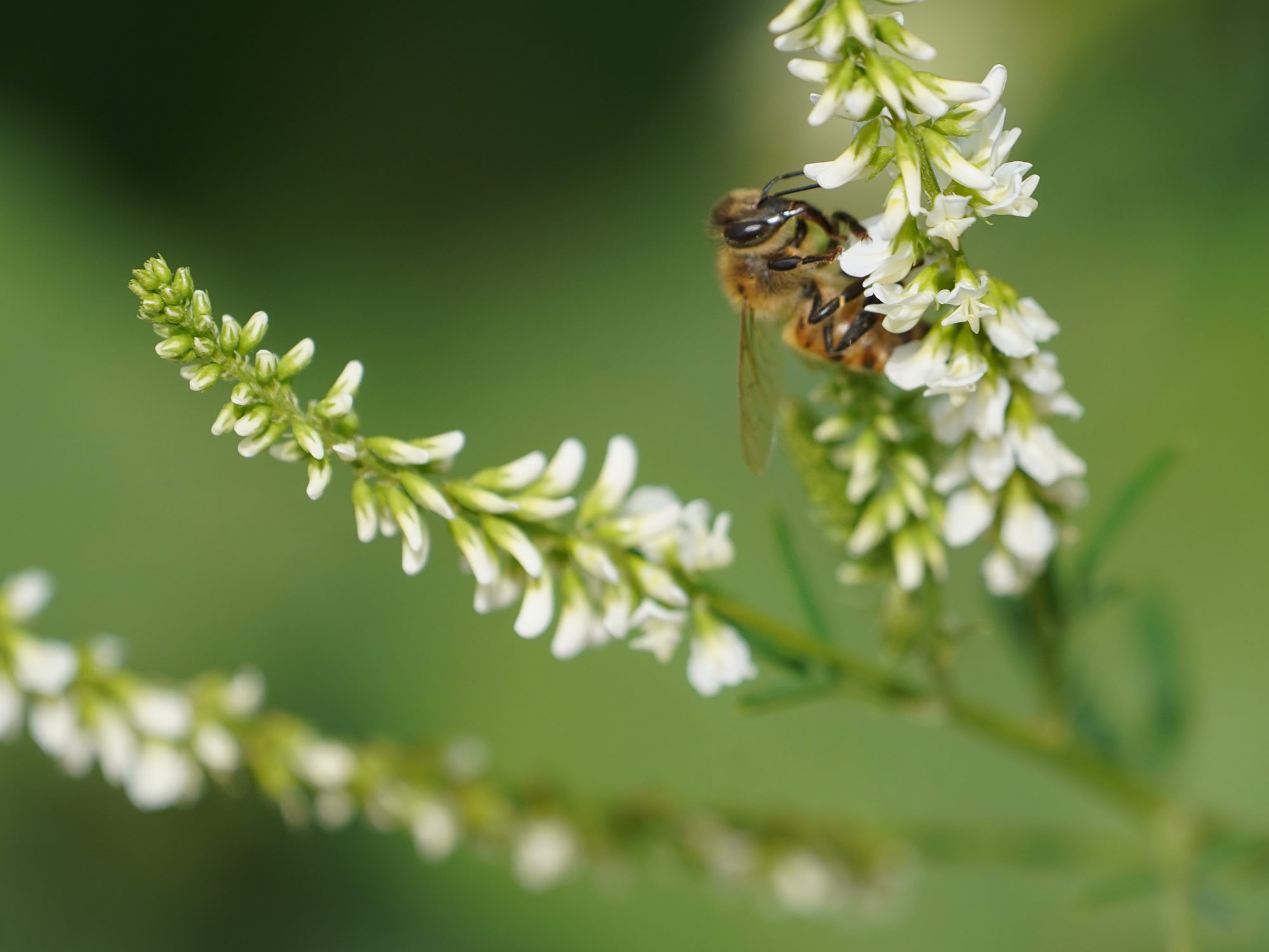 A honeybee crawling on tiny clustered white flowers, on a dark green background