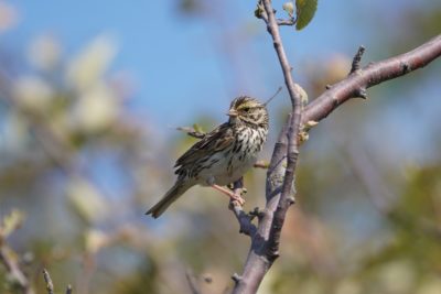A Savannah Sparrow sitting on a branch, looking to one side