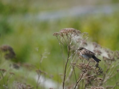 A Savannah Sparrow is sitting in a clump of thistles
