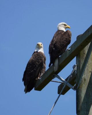Two Bald Eagles sitting together on top of a power line