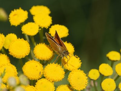 A little brown butterfly on a bunch of small yellow flower clusters