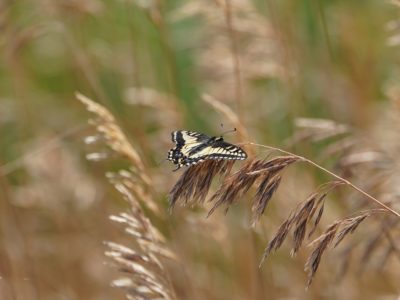 An anise swallowtail butterfly -- mostly yellow and black -- is resting on some reeds