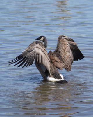 An adolescent Canada Goose is standing in water and flapping its wings, with its back to me
