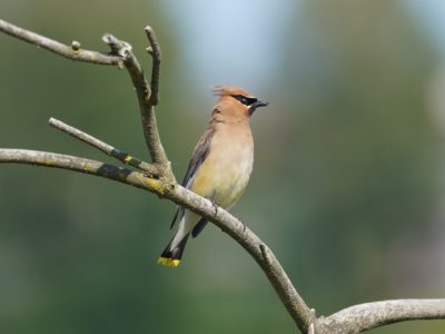 A Cedar Waxwing is sitting on a branch, facing camera right