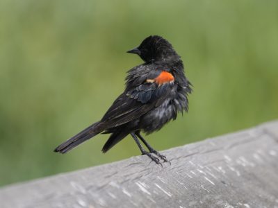 A Red-winged Blackbird is standing on a wooden railing, looking away and looking very disheveled