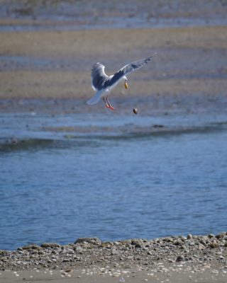 A Glaucous-winged Gull dropping a shell on the gravelly beach from the air