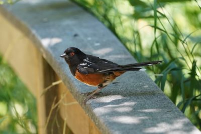 A Spotted Towhee in the shade, on a wooden fence