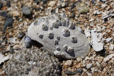 A barnacle-covered shell