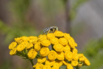 A Sand Wasp on a bunch of tansies