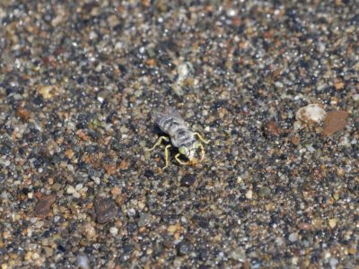 A Sand Wasp on wet sand