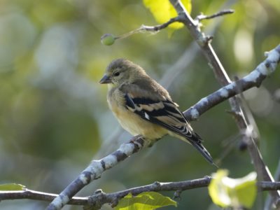 A female American Goldfinch is sitting on a branch, in the shade