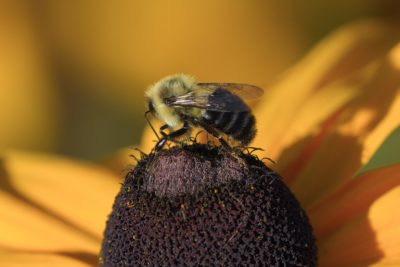 A bumblebee on the dark core of a flower with yellow petals
