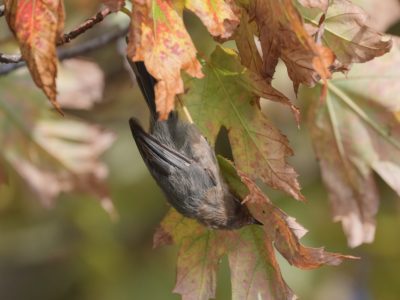 A bushtit is surrounded by fall foliage, hanging upside down and inspecting a leaf