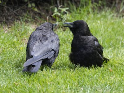 Two crows sitting in the grass facing each other, beaks almost touching