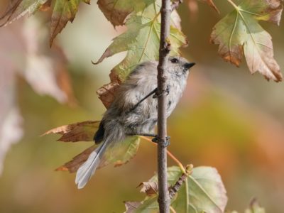 A bushtit is hanging on to a vertical branch, surrounded by orange and green foliage. Its dark eyes are very prominent