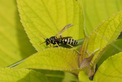 A yellowjacket wasp is resting on a bunch of green leaves