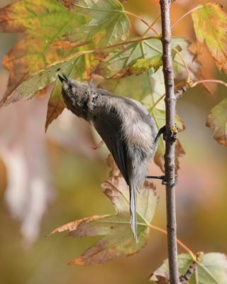 A bushtit is hanging on to a vertical branch, surrounded by green and orange foliage. It is arching its back to aim at a little bug on the underside of a nearby leaf