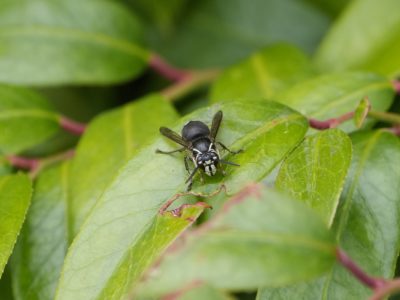 A bald-faced hornet is on a bunch of green leaves, facing me